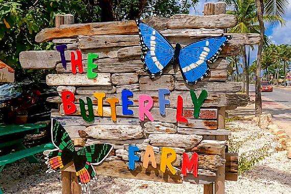 The Butterfly Farm