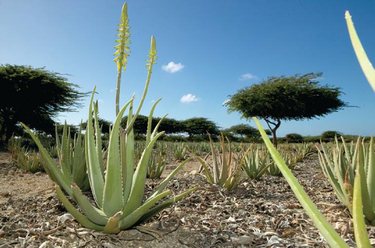 Aloe Vera