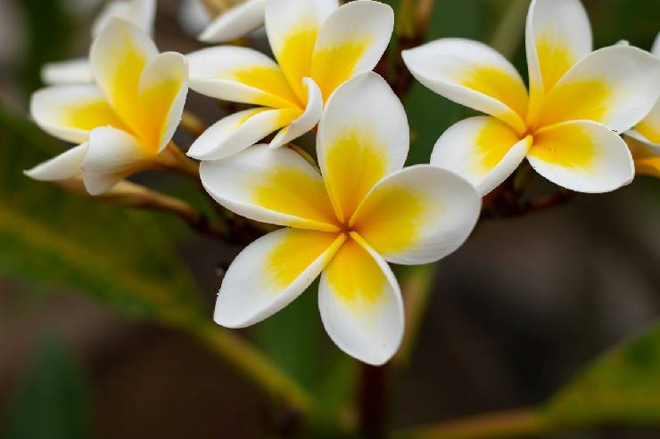 Pretty flowers