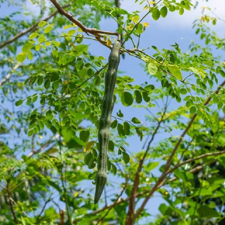 Moringa Oleifera