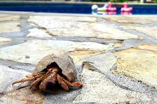 Hermit crab visiting
