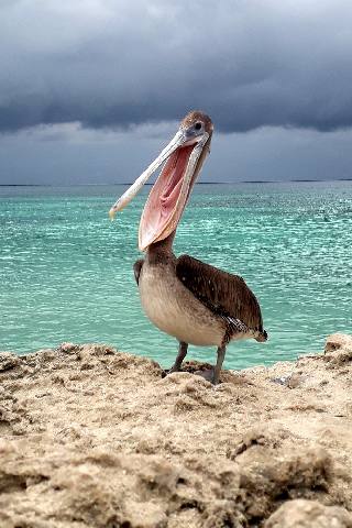 Pelican on Tres Trapi