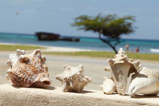 Conch shell fence decoration